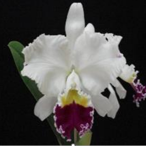 Lc. Mikkie Nagata "Orchidlibrary"