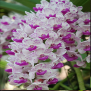 Rhynchostylis gigantea "Ply"