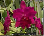 Rlc.Hsingying Scarlet (Flask 40 plants)