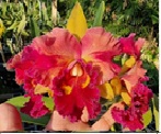 Rlc. River Kwai Delight #1(Flask 40 plants)