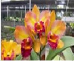 Rth. River Kwai Rainbow (Flask 40 plants)