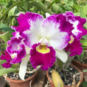 Cattleya White Spark "Love Crystal"