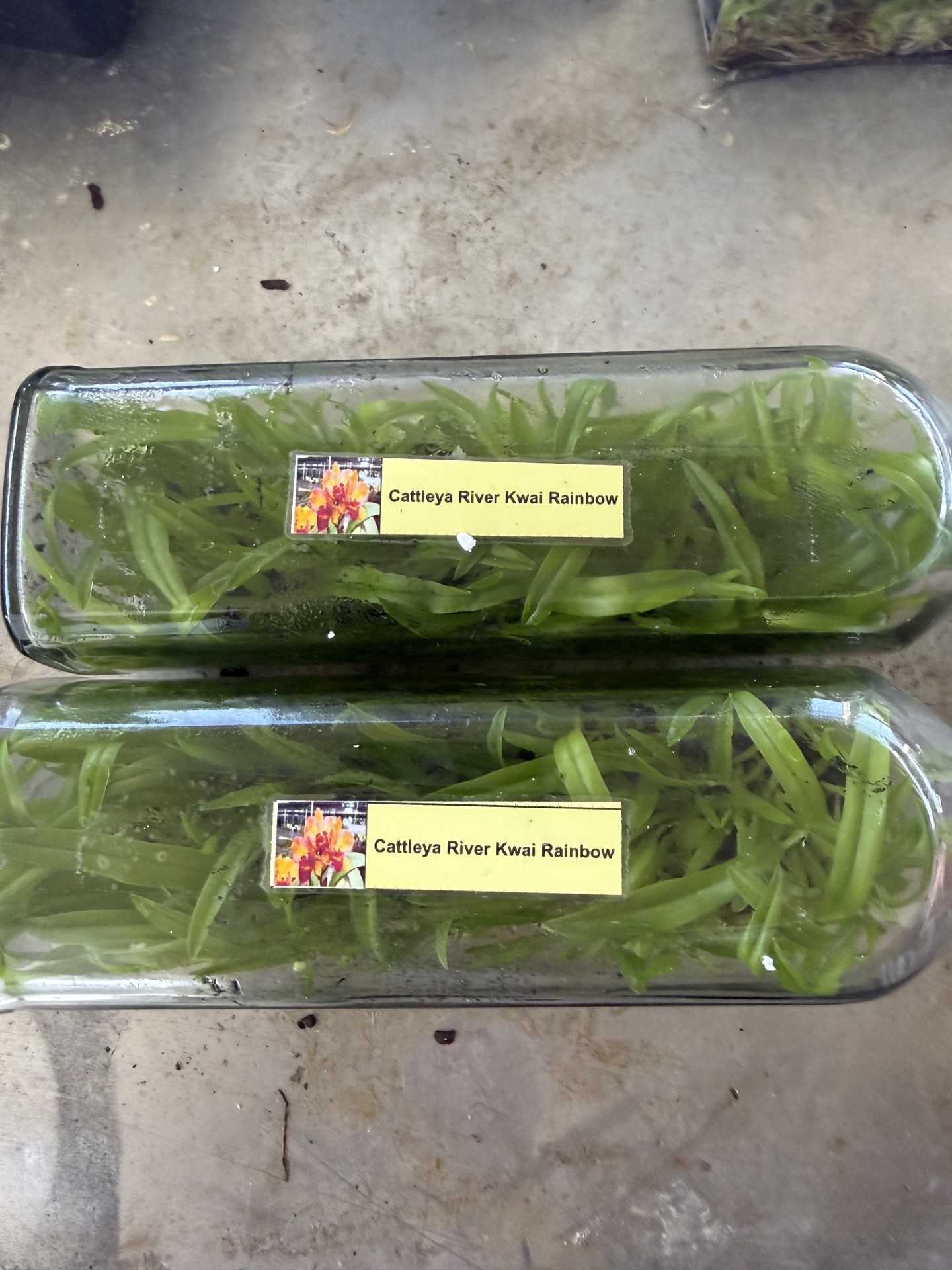 Rth. River Kwai Rainbow (Flask 40 plants) - Image 2