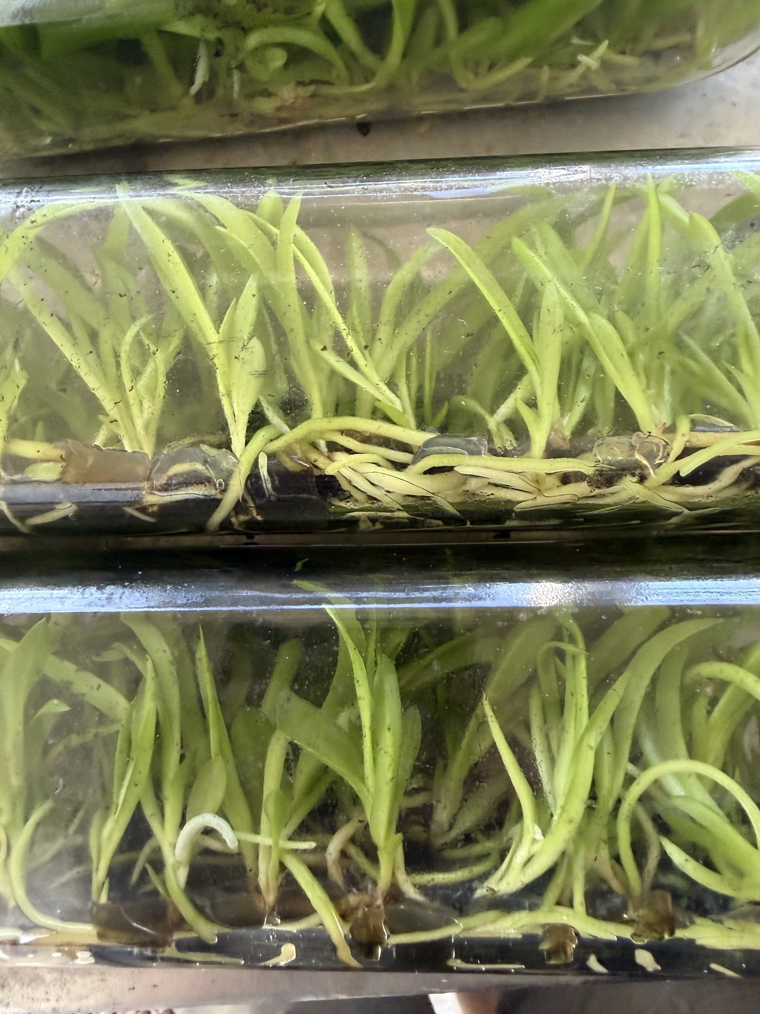 Rlc. River Kwai Delight #1(Flask 40 plants) - Image 3