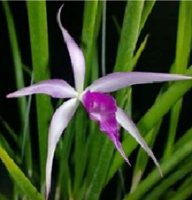 Brassocattleya Amythest