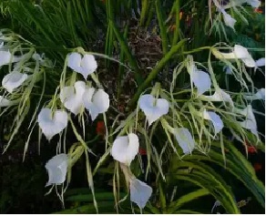 Brassavola nodosa