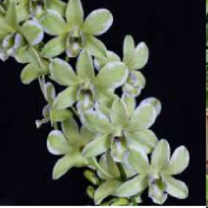 Dendrobium Burana Green "Varigated"