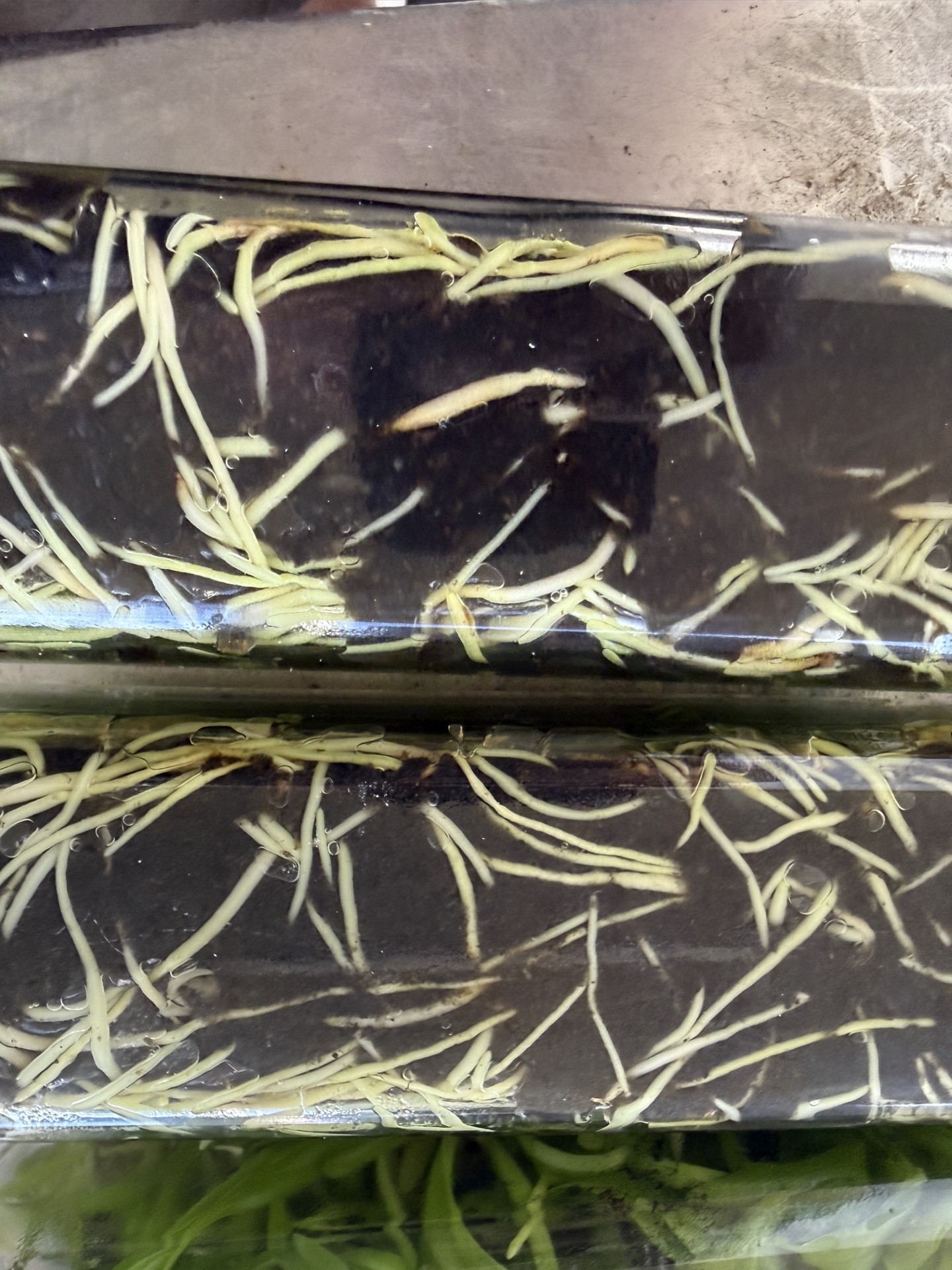 Rlc. River Kwai Delight #1(Flask 40 plants) - Image 4