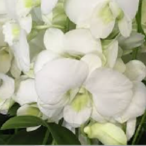 Dendrobium Bangkok White