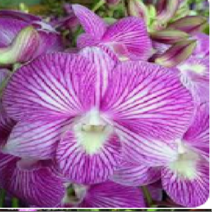 Dendrobium King Dragon Stripe # 331