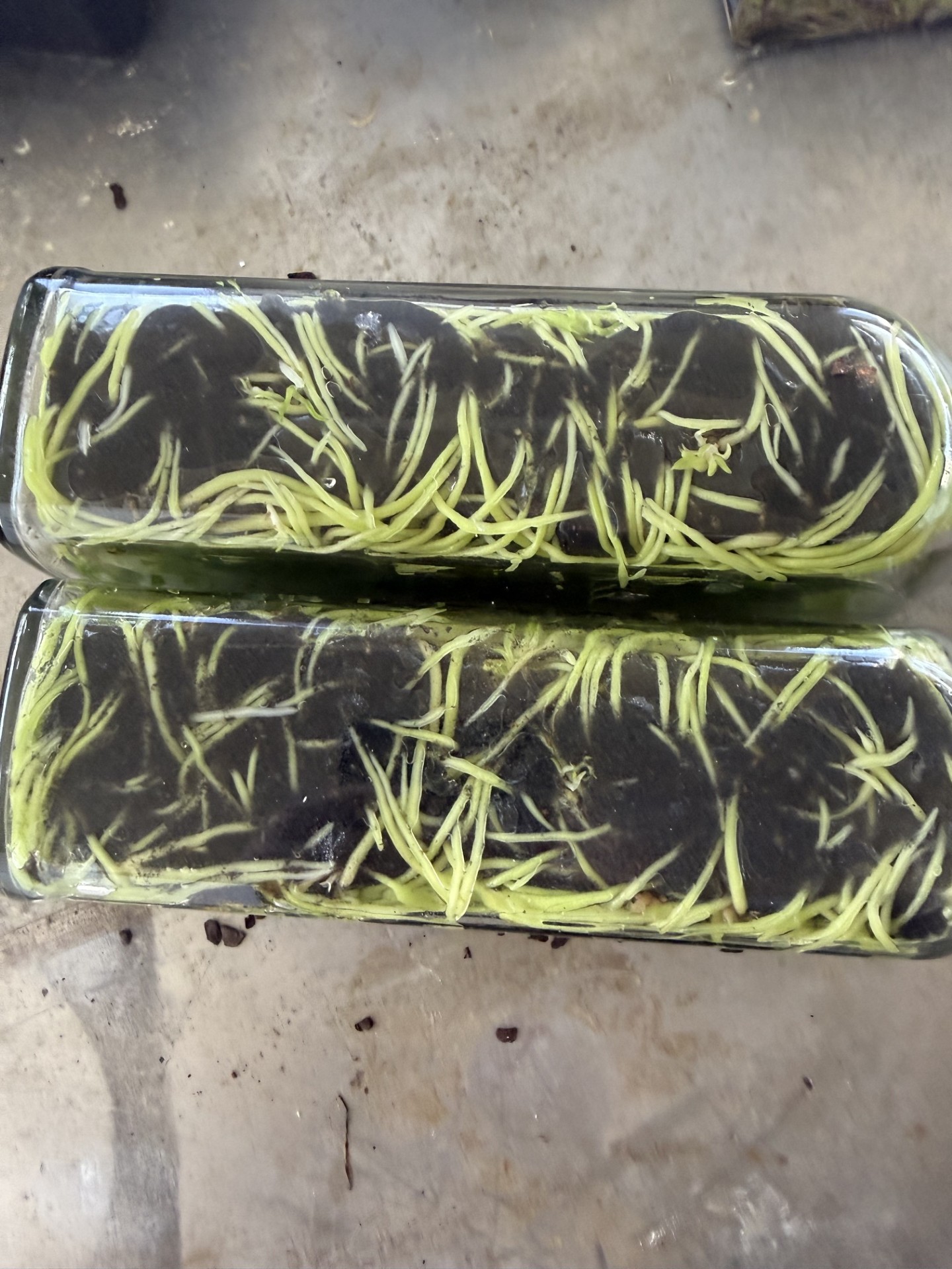 Rth. River Kwai Rainbow (Flask 40 plants) - Image 4
