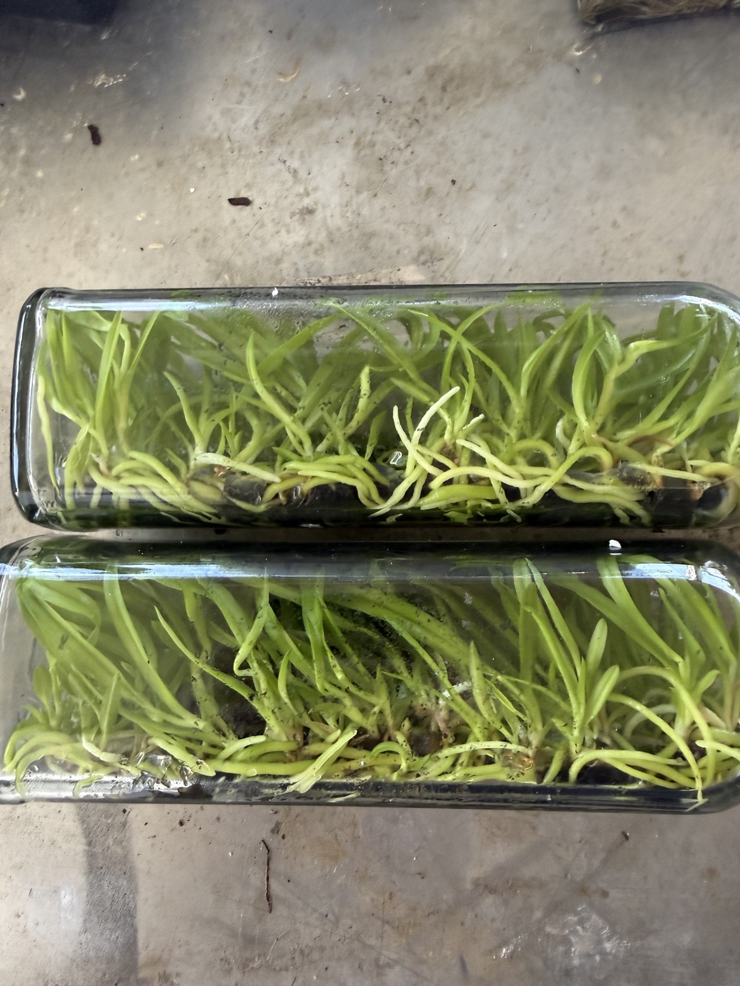 Rth. River Kwai Rainbow (Flask 40 plants) - Image 3
