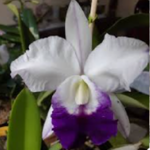 Lc. Mem Robert Straight "Blue Hawaii"