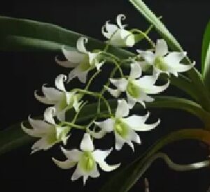 Sobennkoffia robusta