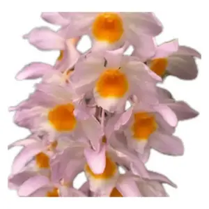 Dendrobium farmeri (flowering size division)