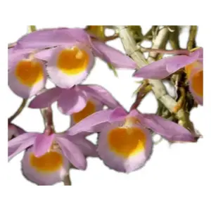 Dendrobium loddigesii