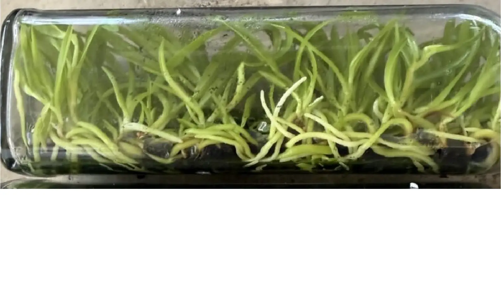Orchid seedlings growing in a clear flask