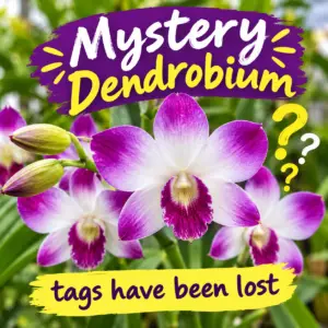 Dendrobium - Lucky Dip