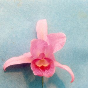 Cattleya bowringiana (Guarianthe bowringiana)