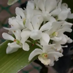 Rhynchostylis gigantea alba x peach
