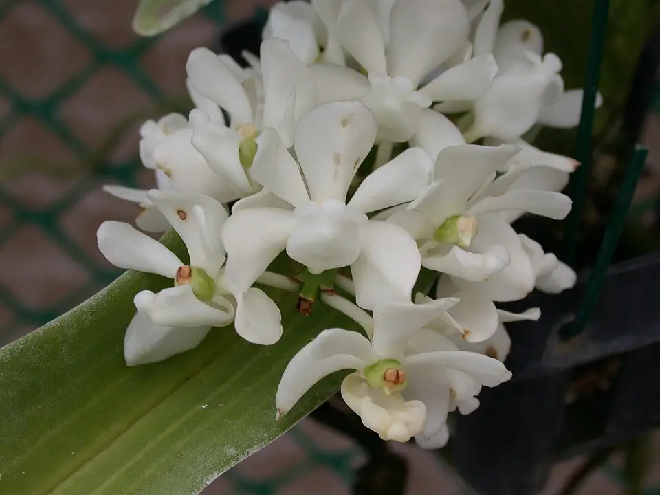 Rhynchostylis gigantea alba x peach