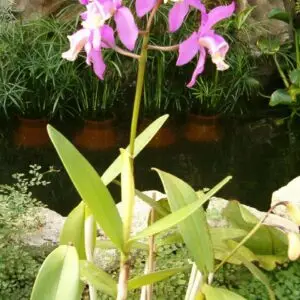 Cattleya loddigesii