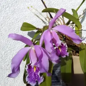 Cattleya maxima alba x alba