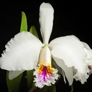 Cattleya mossiae semialba x self