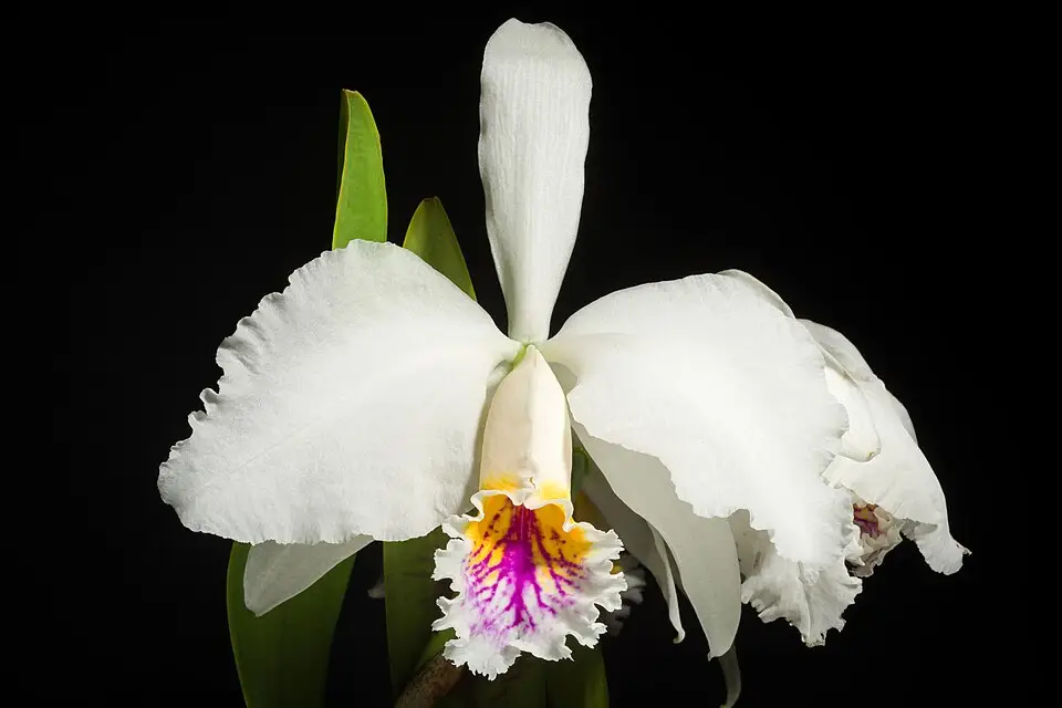Cattleya mossiae semialba x self