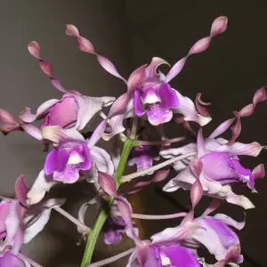 Dendrobium lasianthera “Sepik Blue”