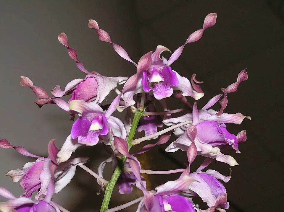 Dendrobium lasianthera “Sepik Blue”