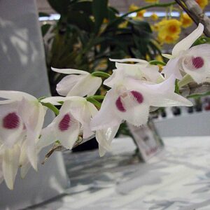 Dendrobium parishii “semi-alba”