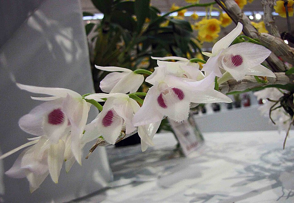 Dendrobium parishii “semi-alba”