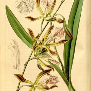 Encyclia phoenicea “Roman Holiday” x sib