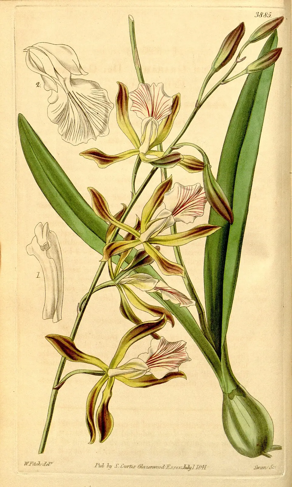 Encyclia phoenicea “Roman Holiday” x sib