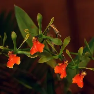Epidendrum pseudepidendrum