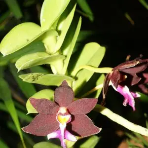 Trichoglottis atropurpurea (syn. Trichoglottis brachiata)