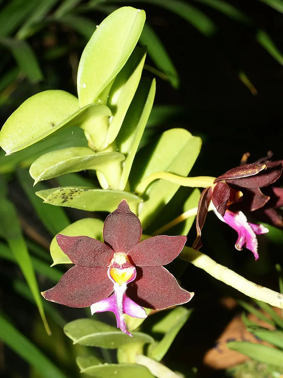 Trichoglottis atropurpurea (syn. Trichoglottis brachiata)