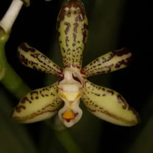 Trichoglottis loheriana (Davisii)
