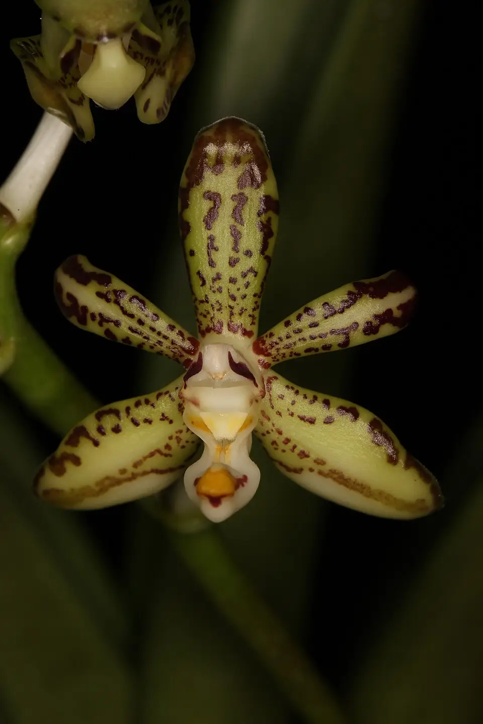 Trichoglottis loheriana (Davisii)