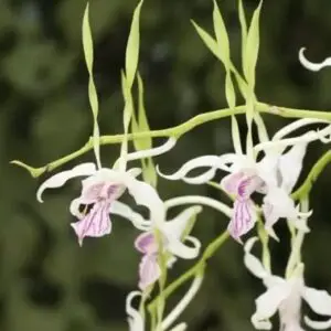 Dendrobium antennatum