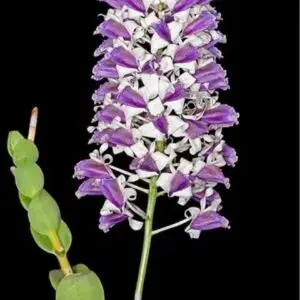 Dendrobium nindii