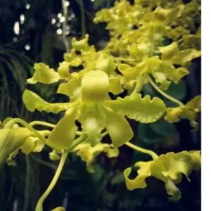Dendrobium broomfieldi