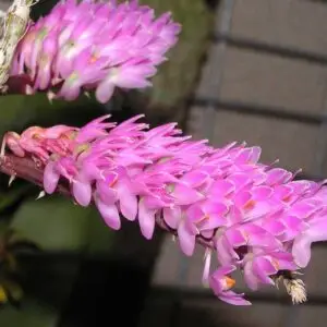 Dendrobium secundum