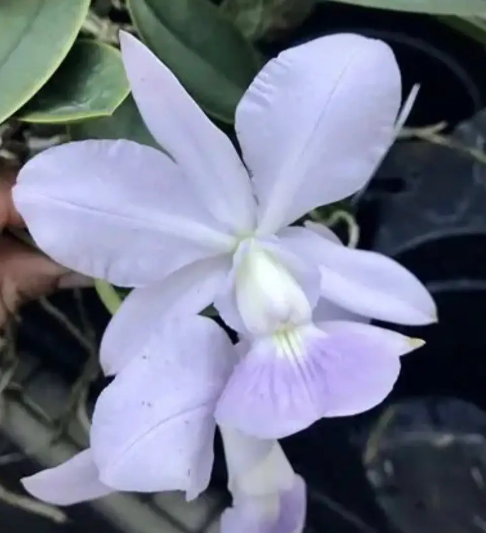 Cattleya walkeriana coerulea, a Cattleya species