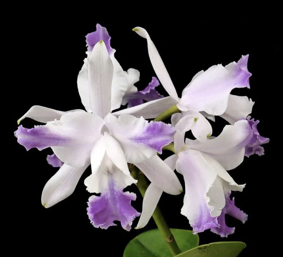 Cattleya intermedia var. orlata aquinii coerulea, a Cattleya species