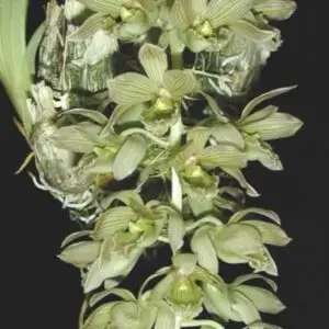 Clowesia dodsoniana (Syn Ctsm sp. nova Aguirre) – Rare