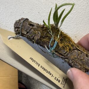 Leptotes bicolor
