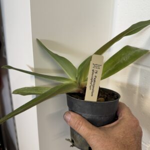 Paphiopedilum glaucophyllum