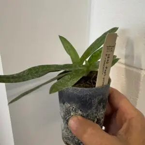 Paphiopedilum glaucophyllum